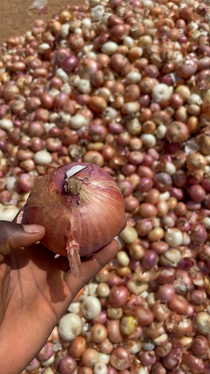 Onion